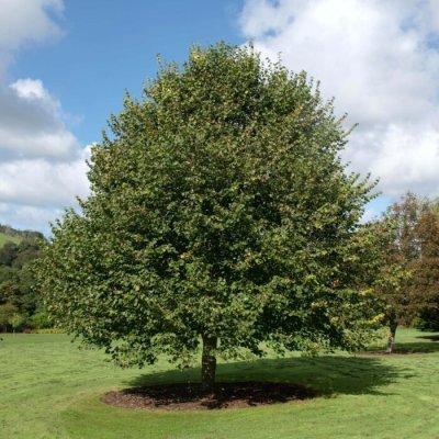 winterlinde-tilia-cordata-greenspire-700x700 winterlinde-tilia-cordata-greenspire-700x700
