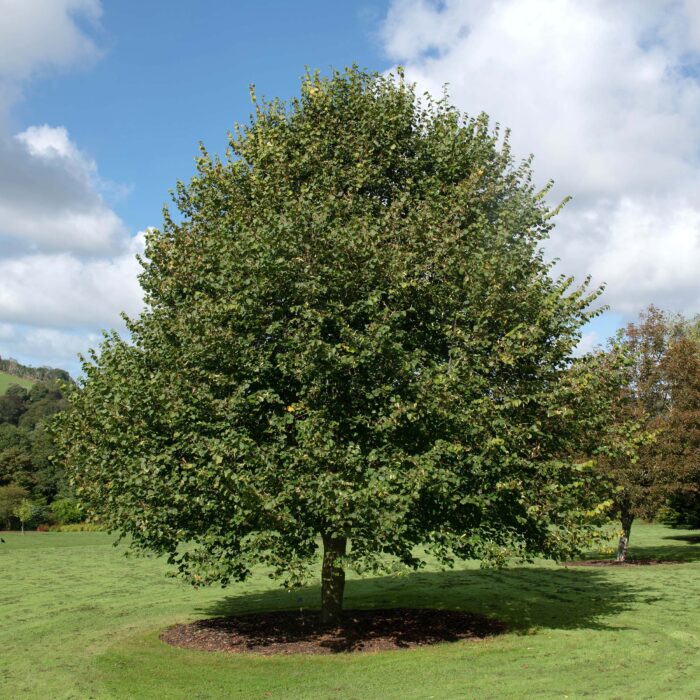 winterlinde-tilia-cordata-greenspire-700x700